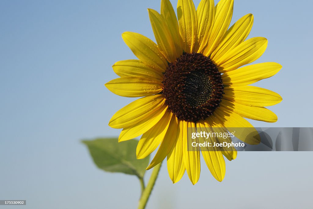 Bright single sunflower.