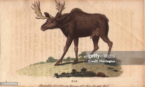 Elk or wapiti Cervus canadensis 'The flesh of the elk is said to be light and nourishing; but the nose of the moose-deer according to Pennant is...