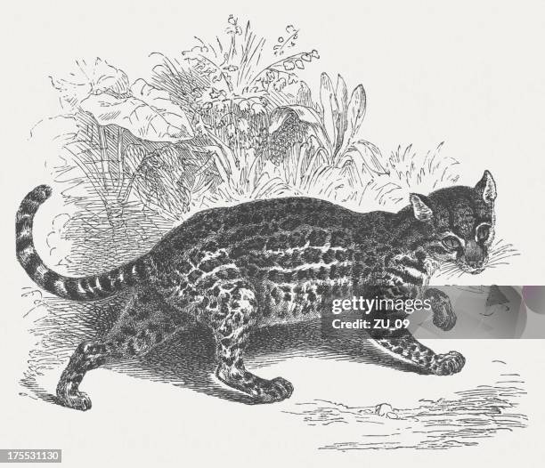 oncilla (leopardus pardalis), wood engraving, published in 1875 - margay stock illustrations