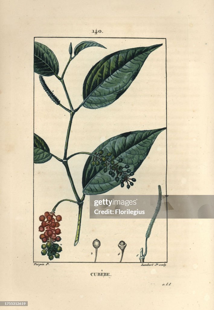 Cubeb pepper from Chaumeton's 'Flore Medicale,' 1830