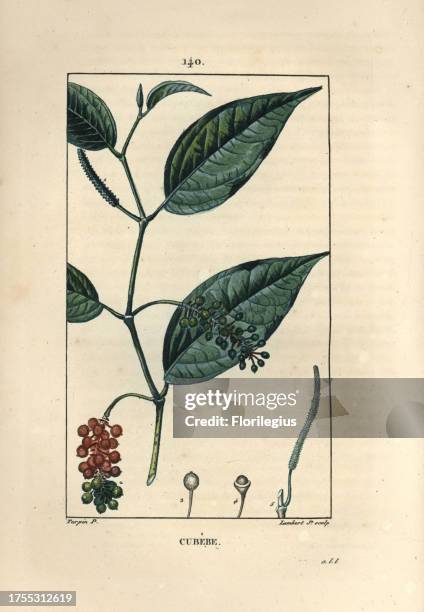 Cubeb pepper shrub, Piper cubeba. Handcoloured stipple copperplate engraving by Lambert Junior from a drawing by Pierre Jean-Francois Turpin from...
