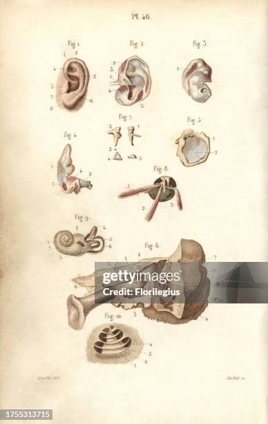 Ear and eardrum. Handcolored steel engraving by Corbie of a drawing by Leveille from Dr. Joseph Nicolas Masse's 'Petit Atlas complet d'Anatomie...