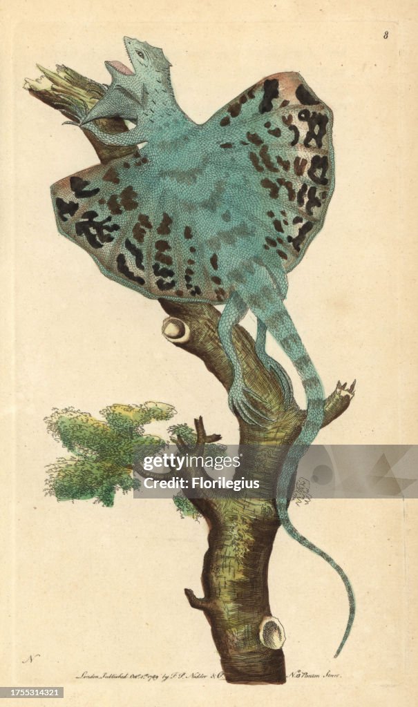 Flying dragon, a type of gliding lizard Draco volans