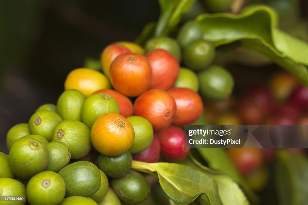 Ripe Coffee Cherries