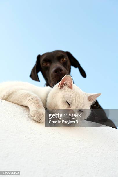 viarama dog and white cat - cat dog stockfoto's en -beelden