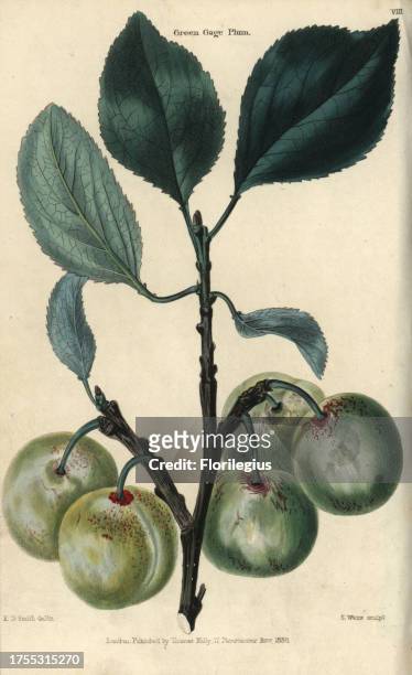 Fruit and leaves of the greengage plum, Prunus domestica italica. Hand-colored illustration by E.D. Smith engraved by Watts from Charles McIntosh's...