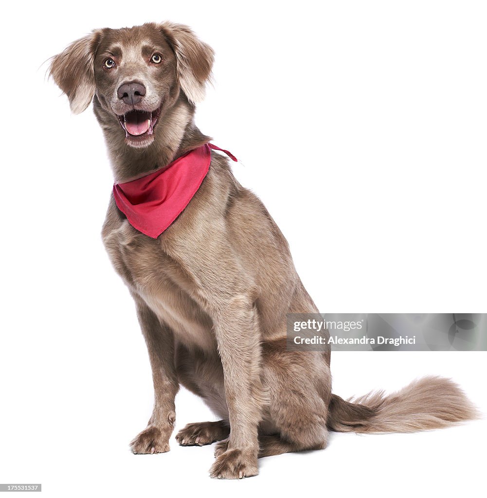 Weimaraner Hund sitzend