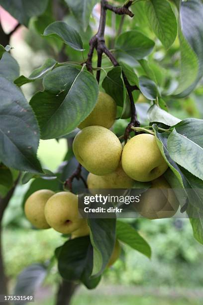 asian pear - aziatische peer stockfoto's en -beelden