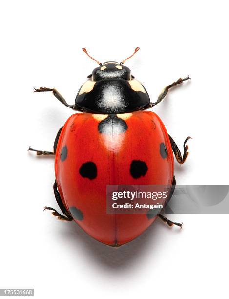 ladybug - lady bird stock pictures, royalty-free photos & images