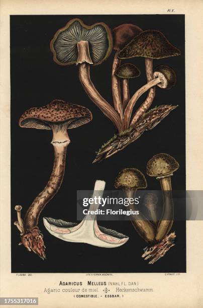 Honey mushroom, Armillaria mellea, Agaricus melleus, Agaric couleur de miel, edible. Chromolithograph by C. Krause of an illustration by Fritz Leuba...