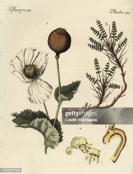 Opium poppy with seedpod, Papaver somniferum 1, and Cretan milk-vetch, Astracantha cretica 2. Handcoloured copperplate engraving from Friedrich...