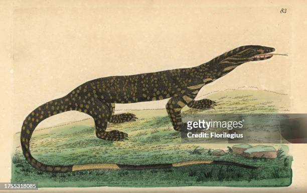 Lace monitor lizard, Varanus varius. Illustration signed N . Handcolored copperplate engraving from George Shaw and Frederick Nodder's 'The...