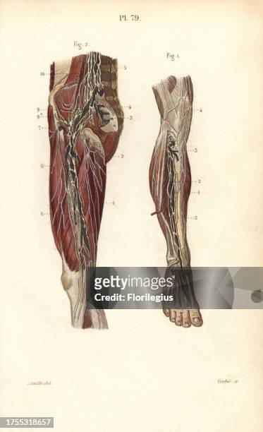 Lymph nodes and vessels deep in the leg. Handcolored steel engraving by Corbie of a drawing by Leveille from Dr. Joseph Nicolas Masse's 'Petit Atlas...