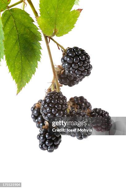 blackberries - blackberry fruit on white stock pictures, royalty-free photos & images