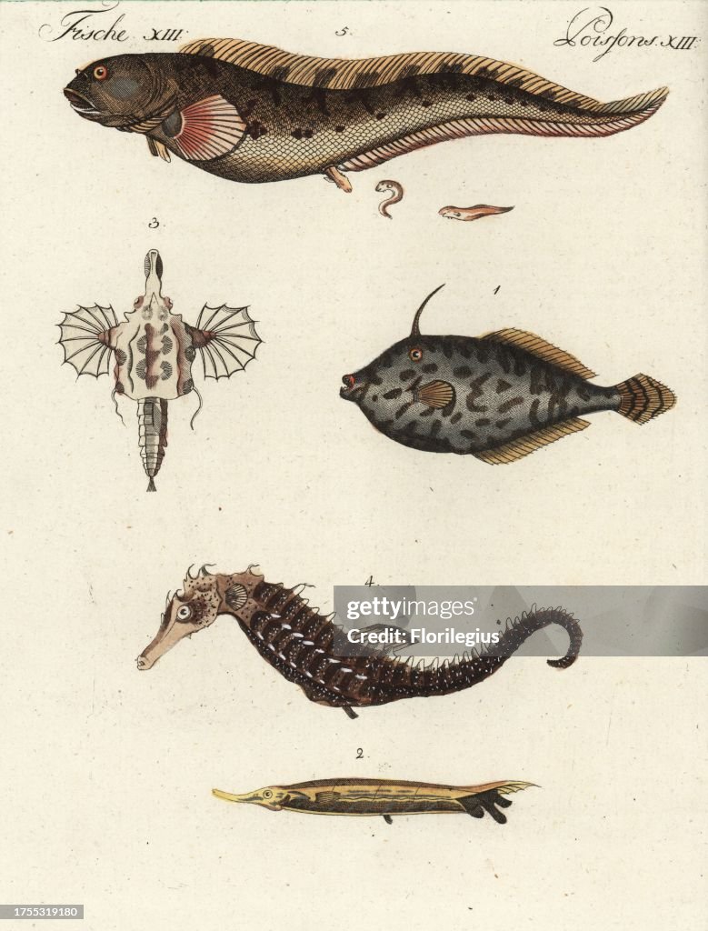 Unicorn leatherjacket