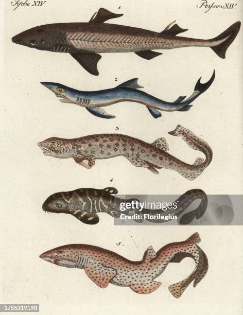 Spiny dogfish, Squalus acanthias 1, vulnerable, blue shark, Prionace glauca 2, near threatened, small spotted catshark, Scyliorhinus canicula 3 and...