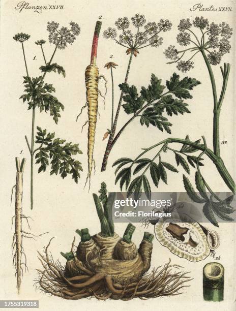 Fool's parsley, Aethusa cynapium 1, hemlock, Conium maculatum 2, and northern water hemlock, Cicuta virosa 3. Handcoloured copperplate engraving from...