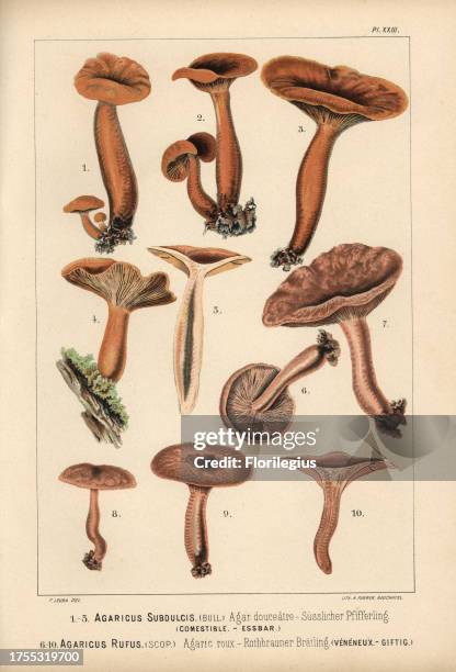 Mild milkcap, Lactarius subdulcis, Agaricus subdulcis, agaric douceatre, edible, and rufous milkcap, Lactarius rufus, Agaricus rufus, agaric roux,...