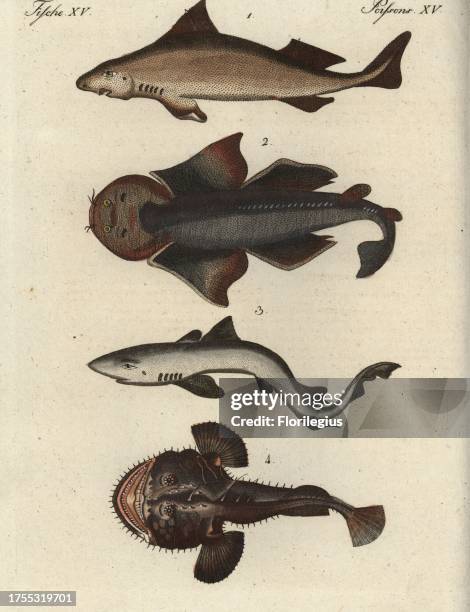 Aangular Roughshark 11 Tope Shark Stock Photos, High-Res Pictures, and Images - Getty Images
