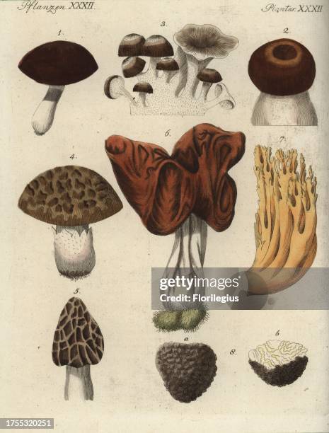 Suillus bovinus 1, Boletus bulbosus 2, Polyporus umbellatus 3, Trametes versicolor 4, Morchella esculenta 5, Helvella mitr 6, Ramaria aurea 7, and...