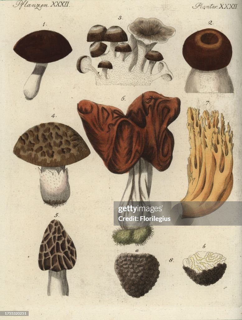 Suillus bovinus