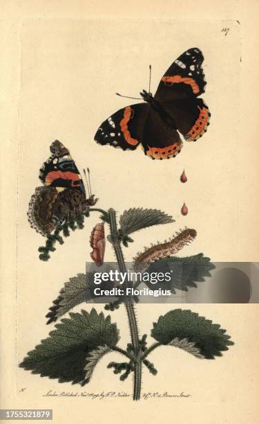 Red admiral butterfly, Vanessa atalanta. Illustration signed N . Handcolored copperplate engraving from George Shaw and Frederick Nodder's 'The...