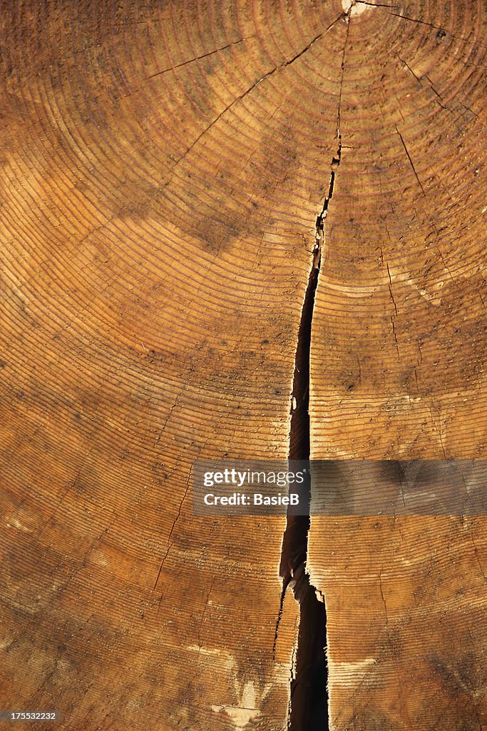 Canelo Tree Trunk Rings Annual Rings Of An Old Tree Trunk High-Res Stock Photo - Getty Images