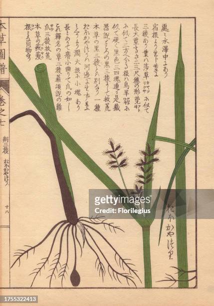 Rhizome and root of tidalmarsh flat sedge, Cyperus serotinus Colour-printed woodblock engraving by Kan'en Iwasaki from 'Honzo Zufu,' an Illustrated...