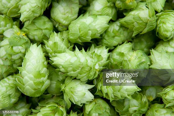 fresh hops - fotoshop stockfoto's en -beelden