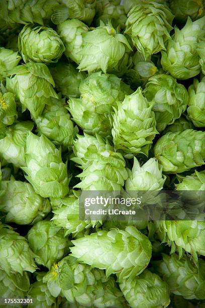 fresh hops - beer hops stock pictures, royalty-free photos & images