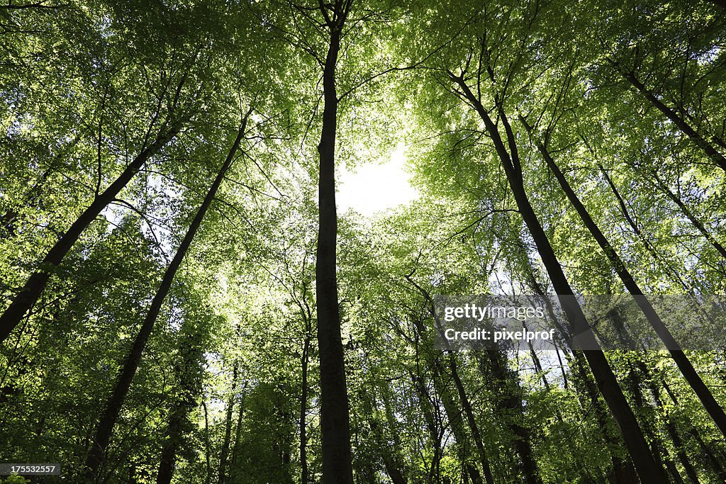 Beech forest in spring