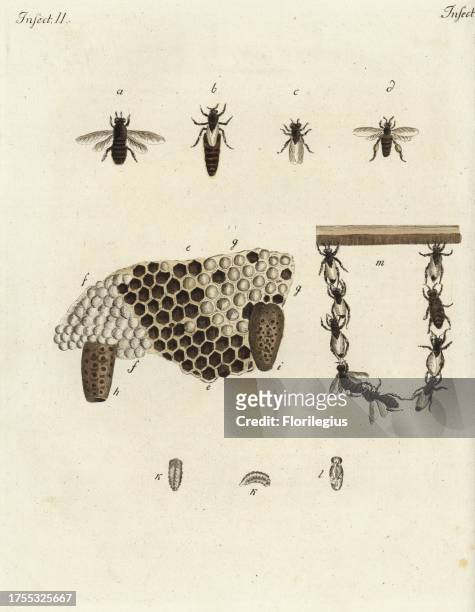 Metamorphosis of honey bees, honeycomb, queens, drones and chain of worker bees. Handcoloured copperplate engraving from Friedrich Johann Bertuch's...