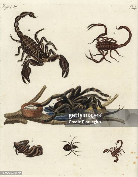 Goliath bird-eating spider, Theraphosa blondi, with hummingbird 1, Italian tarantula, Lycosa tarantula 2, orange spider of Curacao 3, and species of...