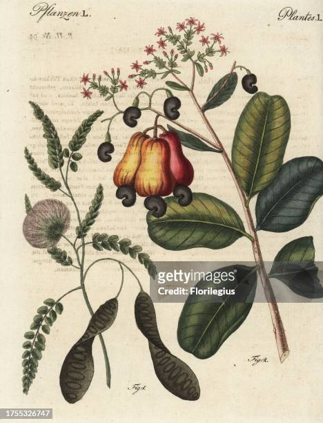 Ceylon satinwood, Chloroxylon swietenia, vulnerable 1, and cashew nut, Anacardium occidentale 2. Handcoloured copperplate engraving from Friedrich...