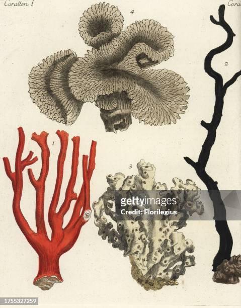 Red coral, Corallium rubrum 1, sea fan, Gorgonia antipathes 2, common white stone coral 3 and staghorn coral, Acropora florida 4. Handcoloured...