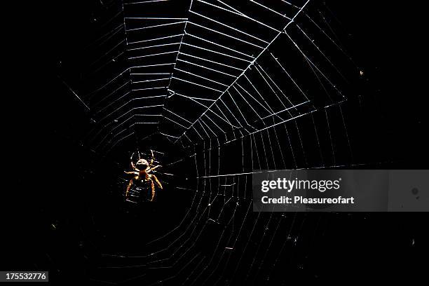 spiderweb - web stockfoto's en -beelden