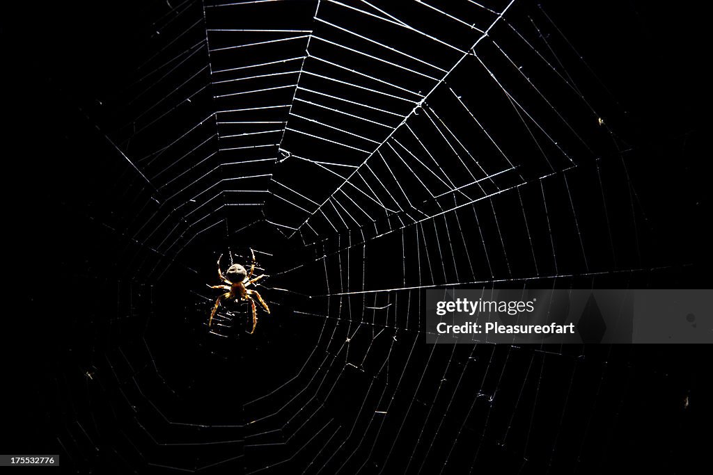 Spiderweb