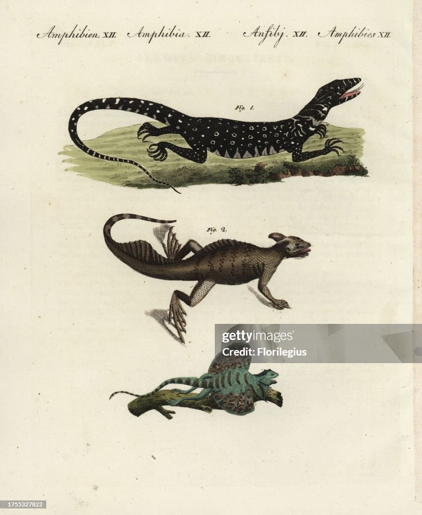 Nile monitor lizard