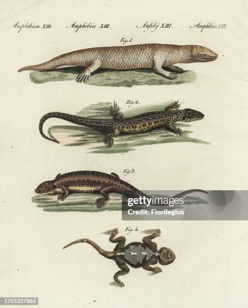Sandfish skink, Scincus scincus 1, sand lizard, Lacerta agilis, male 2, female 3, and roughtail rock agama, Laudakia stellio 4. Handcoloured...
