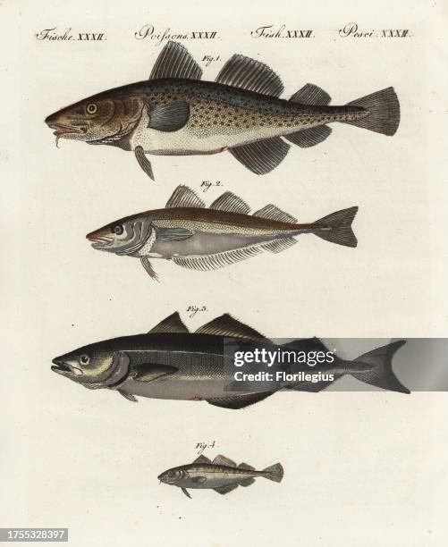 Coalfish Photos and Premium High Res Pictures - Getty Images
