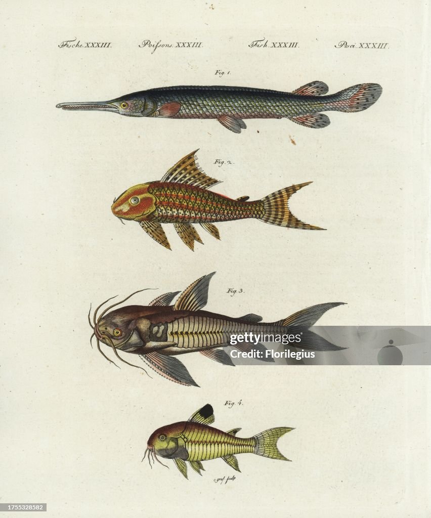 Longnose gar