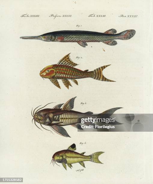 Longnose gar, Lepisosteus osseus 1, suckermouth catfish, Hypostomus plecostomus 2, Raphael catfish, Platydoras costatus 3 and spotted catfish,...