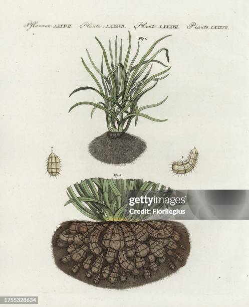 Chufa or tigernut sedge, Cyperus esculentus 1, tuberous roots 2, and earth almonds a,b. Handcoloured copperplate engraving from Friedrich Johann...