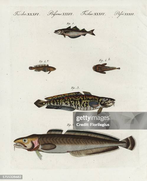Opsanus 15 Oyster Toadfish Stock Photos, High-Res Pictures, and Images - Getty ...