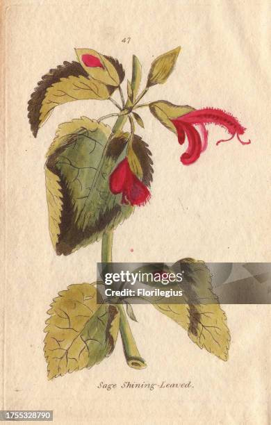 Shining-leaved sage, Salvia formosa, with scarlet flowers from Peru. Illustration by Henrietta Moriarty from 'Fifty Plates of Greenhouse Plants' , a...