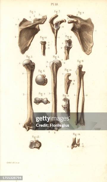 Shoulder blade and arm bones: scapula, humerus, cubitus, radius and ulna. Handcolored steel engraving by Corbie of a drawing by Corbie from Dr....