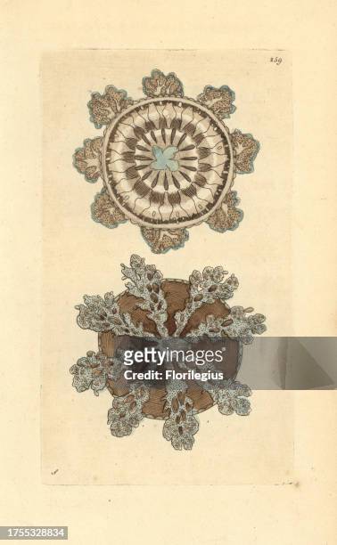 Upside-down jellyfish, Cassiopea andromeda. Illustration signed S . Handcolored copperplate engraving from George Shaw and Frederick Nodder's 'The...
