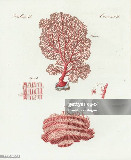 Venus sea fan, Gorgonia flabellum, and organ pipe coral, Tubipora musica. Handcoloured copperplate engraving from Bertuch's 'Bilderbuch fur Kinder' ,...