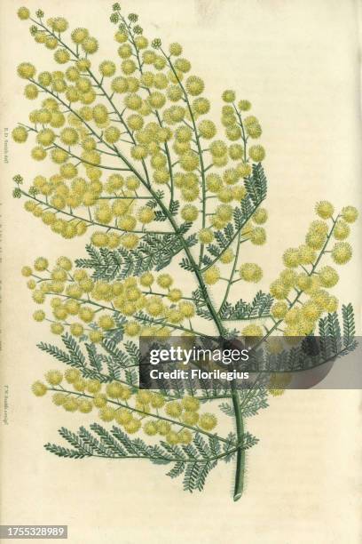Yellow flowered hairy-stemmed acacia, Acacia pubescens. Hand-colored illustration by Edwin Dalton Smith engraved by F.W. Smith from Charles...