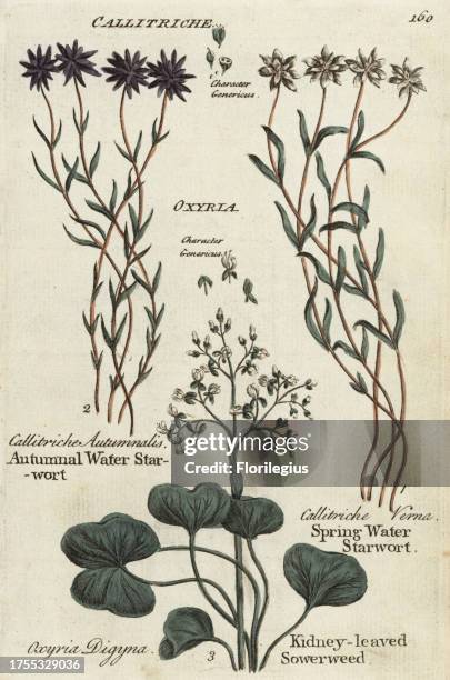 Autumnal starwort, Callitriche autumnalis, spring water starwort, Callitriche verna, and kidney-leaved sowerweed, Oxyria digyna. Handcoloured...